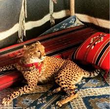 They are obtainable through day 5 expeditions. Exotic Animals Such As Big Cats Are The Latest Must Have Accessory For The Super Rich Daily Mail Online