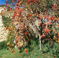 Persimmon trees are grown worldwide and have been cultivated by humans for thousands Persimmon Tree With Fruit Photograph By Mark De Fraeye Science Photo Library