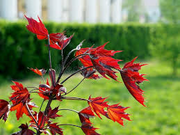 Be the first to review crimson sentry maple click here to cancel reply. Acer Platanoides Crimson Sentry Photos Free Royalty Free Stock Photos From Dreamstime