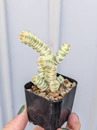 Image result for Crassula granvikii