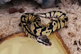 The cheapest price for ball pythons would be at $25, if you're lucky. How Long Does It Take For A Ball Python To Grow
