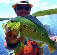 Check spelling or type a new query. Fishing Tips Peacock Bass Baitshop Com