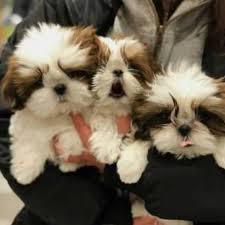 What are the dietary needs of a shih tzu? Shih Tzu Puppies Near Me Home Facebook