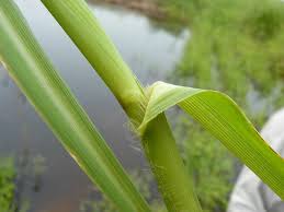 Image result for Echinochloa pyramidalis