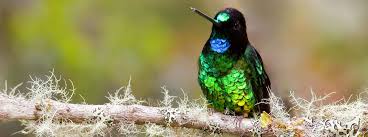 All about hummingbirds and hummingbird symbolism. Five Of South America S Rarest Hummingbirds Where To See Them