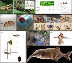 The process took 1 day. Evolutionary Novelty In Communication Between The Sexes Biology Letters