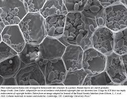 15,253 likes · 100 talking about this. Engineer Envies Plant Cell Structure The Institute For Creation Research