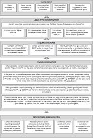 gene naming flowcharts hugo gene nomenclature committee