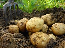 Lire les conseils de jardinage de rustica. Pomme De Terre