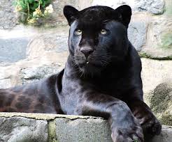 Only A Dream Away Black Jaguar Panther Black Animals