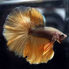 Type Of Betta Fish If You Are Like Me And Have A Strong Passion For Freshwater Aquariums You Have Probably Considered Incor Betta Fish Types Betta Fish Betta