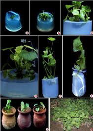 Image result for Hildegardia