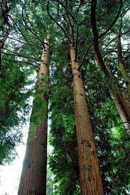 美西紅側柏 western red cedar wrc 學名 thuja plicate 柏科側柏屬主要分布於阿拉斯加南部到加州北部 多雨氣溫安定的太平洋沿岸 日本稱為 米杉 樹高平均高達60公尺以上 直徑可達 western red cedar thuja plicata planting flowers