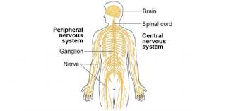 Conversely , our brains also react to neural message. Basic Structure And Function Of The Nervous System Trivia Quiz Proprofs Quiz