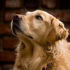 Dog fancy breeders have maintained the tradition of not making the breeding of dogs a business. Norcal Golden Retriever Rescue Home Facebook