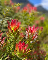 Image result for Abutilon sonneratianum