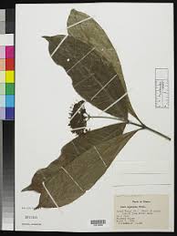 Image result for Ixora kalehensis