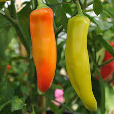 Hot wax peppers do change color as they ripen, turning orange in hue, followed by red at full ripening. Hungarian Hot Wax Chilli Pepper Plant