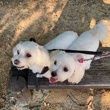 November 15, 2002 zodiac sign: ë¥®ë ¹ à­§ à­¨ On Twitter Itzy S Family Pets Updated Yeji Hongsam Insam Ryujin Byulie Dallie Chaeryeong Chaeri Chaeso Yuna Sarangie Https T Co Mufqkbu6sn