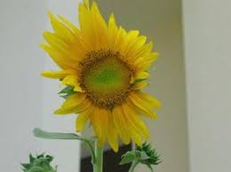 Besar, biasanya berwarna kuning terang, dengan kepala bunga yang besar. Helianthus Annuus Springerlink