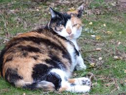 The vet will give you more information about how to prepare for the delivery, check on the mother and kitties' health, and tell you want to do. Signs Your Pregnant Cat Is In Labor And How To Prepare For The Delivery Cole Marmalade