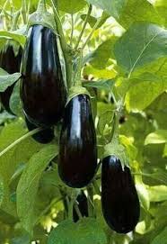 Epingle Sur Jardin Pour Le Maison