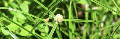 Image result for Kyllinga