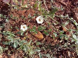 Image result for Xenostegia alatipes