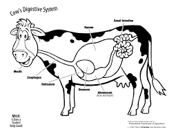 A Cow S Digestive System Consists Of One Stomach With Four Compartments Find More Information A Digestive System Diagram Cow Digestive System Digestive System