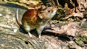 Doch als die temperatur immer höher stieg und er sich aufgrund seiner starken rückenschmerzen nur noch im bett wand, ging der notruf raus. Hantavirus Aktuelle Themen Nachrichten Bilder Stuttgarter Nachrichten