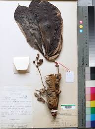 Image result for Elatostema welwitschii