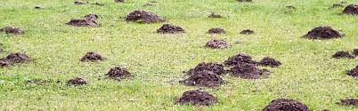 How to remove yard moles. How To Get Rid Of Moles Updated For 2021