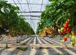 Culture des fraisiers en suspension. Production Et Culture De La Fraise Fraises Label Rouge