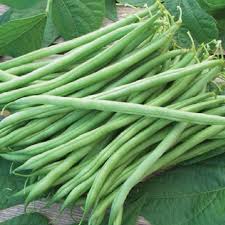 Image result for Phaseolus