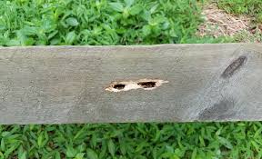 This will make sure that any food/drink residue from the last party, bbq you had will be gone. Home Depot How To Get Rid Of Carpenter Bees The Trussville Tribune
