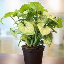 Syngonium Podophyllum Berry Allusion Arrowhead Plant Arrowhead Plant Plant Care Houseplant Plants