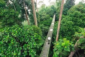 Plant checklist of the bukit nanas forest reserve, kuala lumpur, malaysia. Sepilok Forest Reserve By 117 Imagery