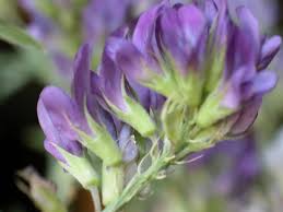Image result for Medicago sativa
