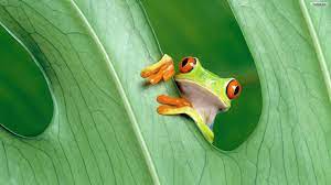 Browse the newest, top selling and discounted casual products on steam Cute Frogs Wallpapers Top Free Cute Frogs Backgrounds Wallpaperaccess