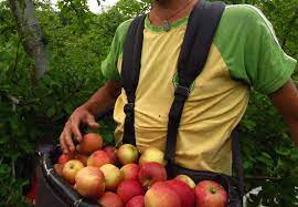 The past year has seen malaysians raving about the lucrative fruit picking industry in australia. M Sian Exposes Modern Slavery In Australian Fruit Picking Farms Even Brainwashing Victims With Religion World Of Buzz