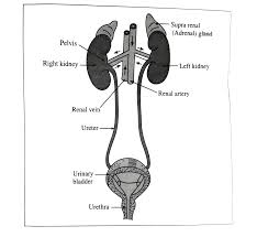 A long bone is a drop from various monsters, usually those that drop big bones with some exceptions, at a universal rate of 1/400. With A Well Labelled Diagram Describe Human Excretory System