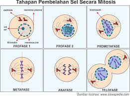 Check spelling or type a new query. Perbedaan Mitosis Dan Meiosis Penjelasan Lengkap Pembelahan Sel