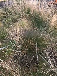 Image result for Deschampsia