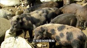The website collected by this website comes from the. æ­éŠè‰‡æš¢éŠ æ›¾æ–‡æ°´åº« é£½è¦½æ°´åº«æ¹–å…‰å±±è‰² å¤§å£©é¢¨æƒ… å±±è±¬å³¶é¤µé£Ÿ é£›é·¹å³½è°·æŽ¢å¹½ Youtube