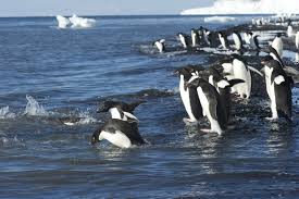 Contrasting population changes in sympatric penguin species in associate with climate warming. Adelie Penguins In The Ross Sea Antarctica