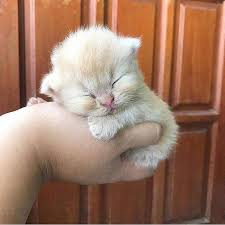 Cutest Cat In The World Eyebleach In 2020 Cute Cats Cute Animals Baby Cats