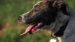 Is another brand that has never experienced a voluntary or fda recall of their dog food. Dog Food Brands Recalled Over Possible Euthanasia Drug Cnn