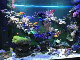 Great savings & free delivery / collection on many items. Do You Have Caves Why Or Why Not Page 2 Reef2reef Saltwater And Reef Aquarium Forum