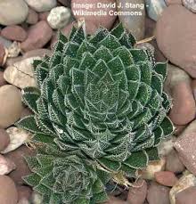 Maybe you would like to learn more about one of these? Types Of Succulents Species Varieties Identification Pictures