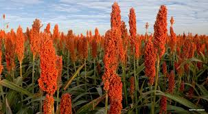 Afbeeldingsresultaat voor sorghum